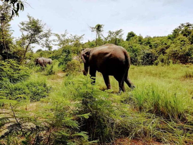 angkor-wat-temples-kulen-elephant-forest-day-tour