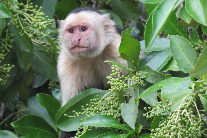 animal-sightseeing-boat-tour-in-palo-verde-national-park