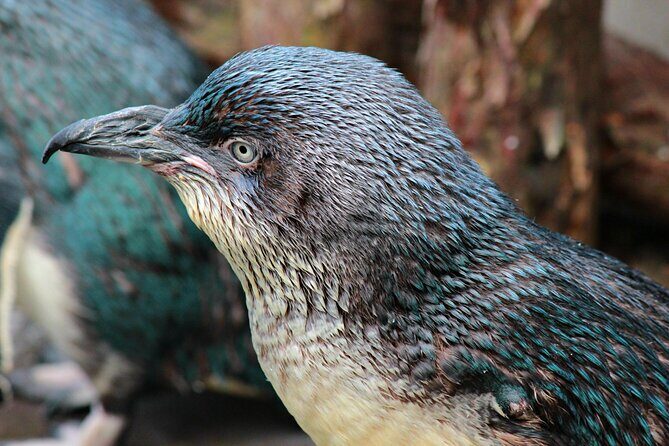Animals of Aotearoa Wellington Zoo Tour - What to Expect From the Animals of Aotearoa Tour