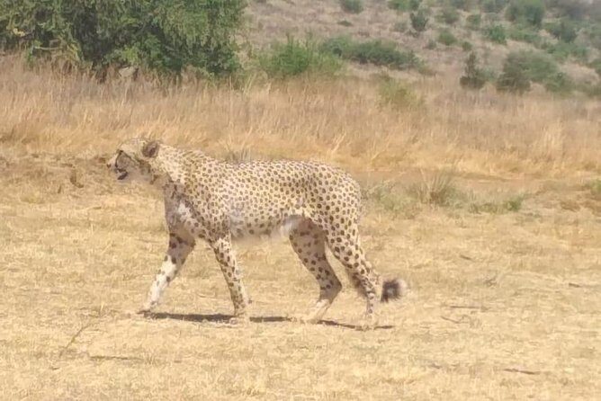 Ann van Dyk Cheetah Centre - What to Expect from the Tour