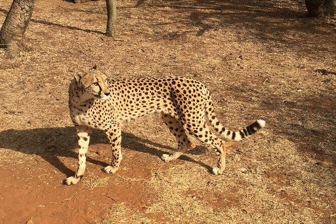 Ann Van Dyk Cheetah Centre Half-Day Tour from Johannesburg - Introducing the Ann Van Dyk Cheetah Centre Half-Day Tour from Johannesburg