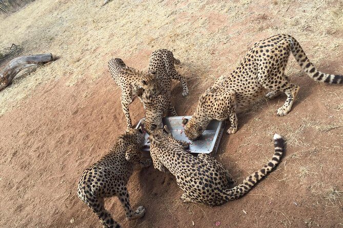 Ann Van Dyk Cheetah Centre Half-Day Tour from Johannesburg - Key Points