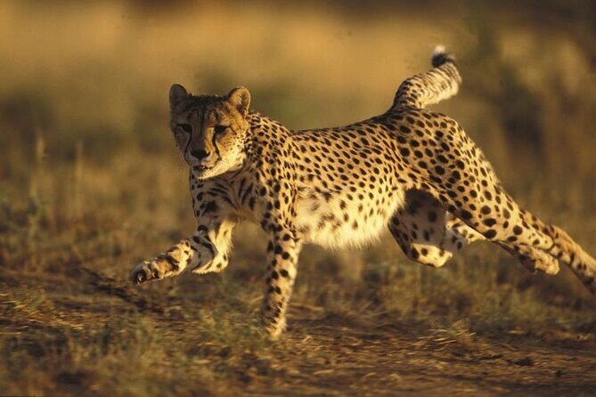 Ann Van Dyk Cheetah Centre Half-Day Tour from Johannesburg - Authentic Insights from Visitors