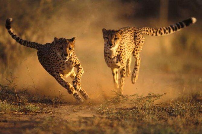 Ann Van Dyk Cheetah Centre Half-Day Tour from Johannesburg - Practical Details