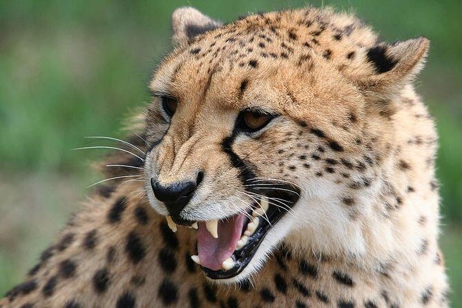 Ann Van Dyk Cheetah Centre Half-Day Tour from Johannesburg - Final Thoughts