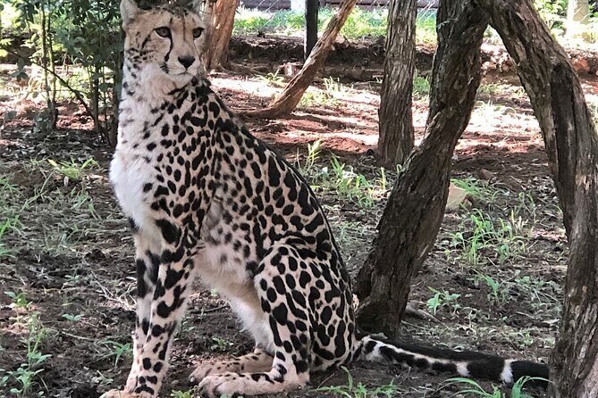 Ann Van Dyk Cheetah Centre Half-Day Tour from Johannesburg - FAQ