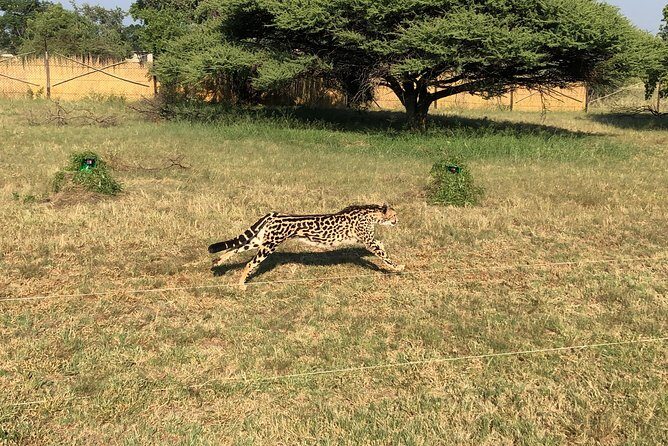 Ann Van Dyk Cheetah Centre Tour from Johannesburg or Pretoria - What to Expect from the Tour