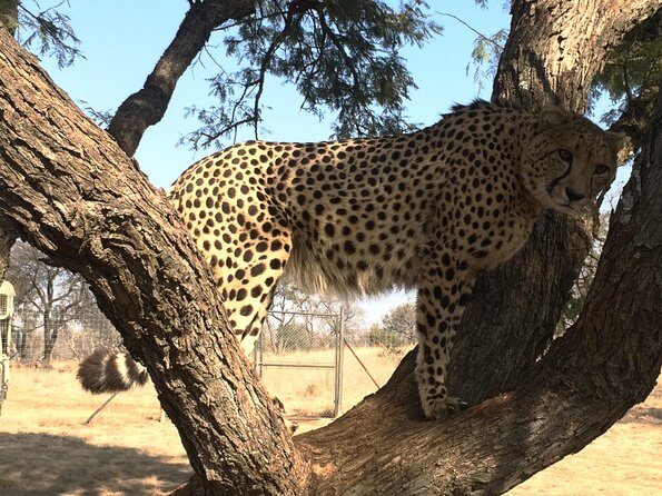 Ann Van Dyk Cheetah Centre Tour from Johannesburg or Pretoria - The Sum Up