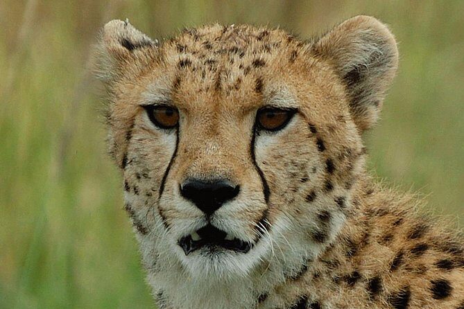 Ann Van Dyk Cheetah Centre Tour from Johannesburg or Pretoria - Key Points