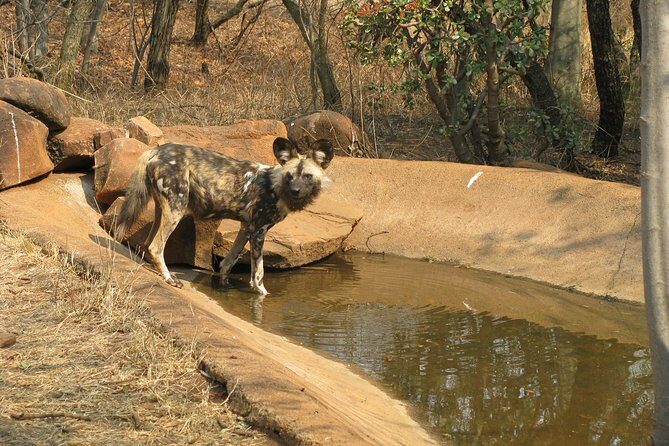 Ann Van Dyk Cheetah Centre Tour from Johannesburg or Pretoria - An In-Depth Look at the Experience