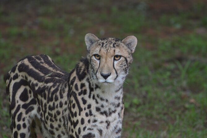 Ann Van Dyk Cheetah Centre Tour from Johannesburg or Pretoria - Final Word