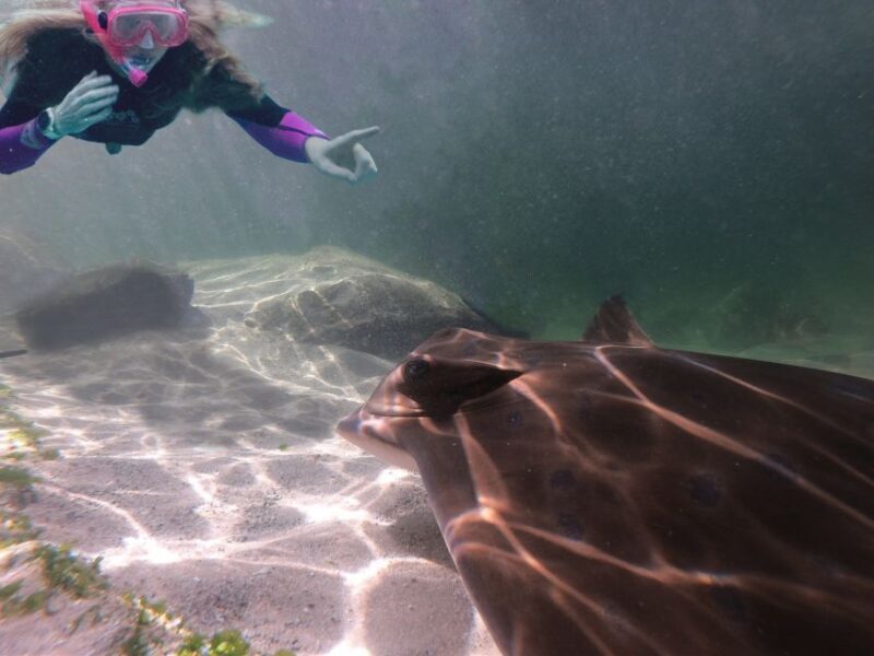 Anna Bay: Irukandji Entry + Coastal Currents Snorkel - Key Points