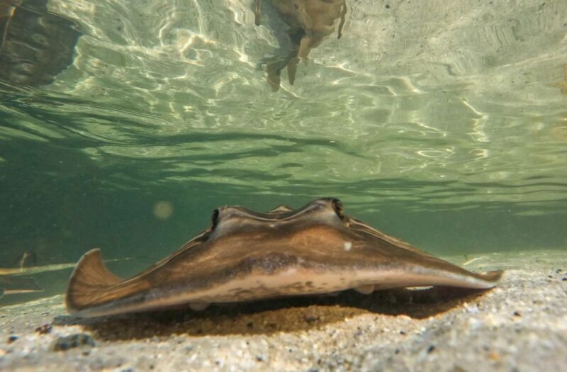 Anna Bay: Irukandji Entry + Coastal Currents Snorkel - Why This Tour Might Be Right for You