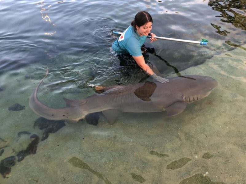 Anna Bay: Irukandji Entry Pass with Reef Shark Encounter - A Detailed Look at the Experience