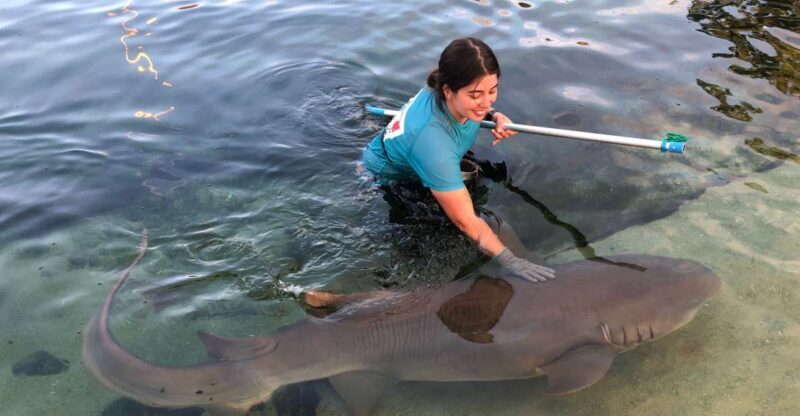 Anna Bay: Irukandji Entry Pass with Reef Shark Encounter - Final Thoughts
