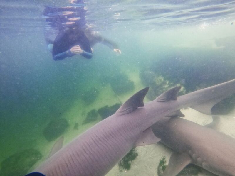 Anna Bay: Irukandji Entry Pass with Reef Shark Snorkel - Educational Talks and Conservation