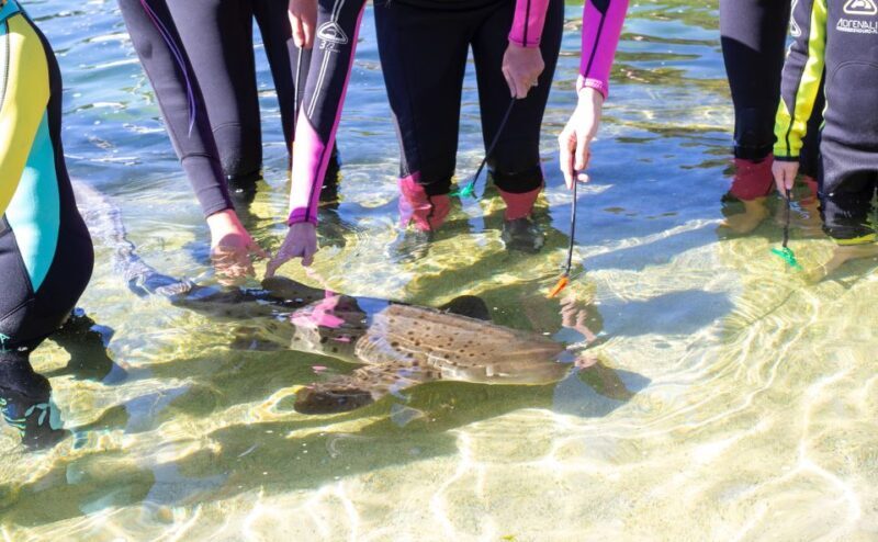 Anna Bay: Irukandji Entry Pass with Zebra Shark Encounter - Key Points