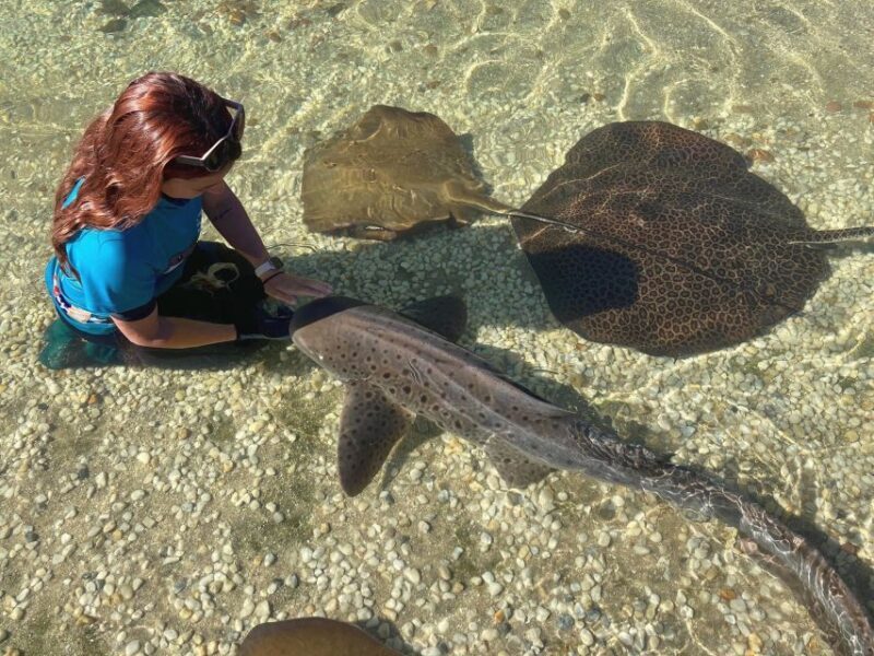 Anna Bay: Irukandji Entry Pass with Zebra Shark Encounter - What to Expect from This Marine Adventure