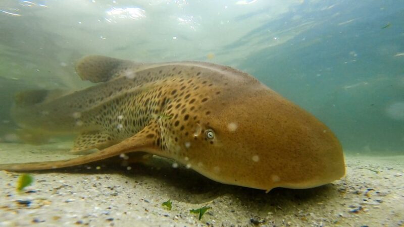 Anna Bay: Irukandji Entry with Zebra Shark Snorkel - What is the Anna Bay: Irukandji Entry with Zebra Shark Snorkel?