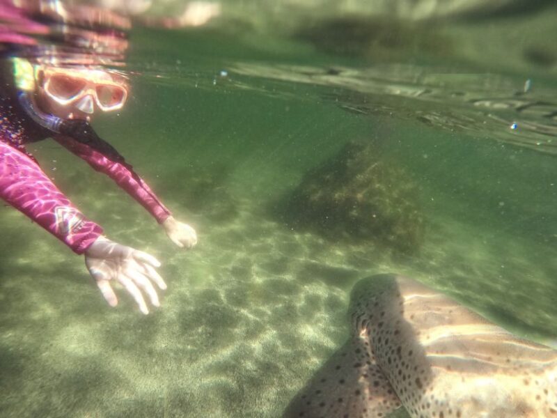 Anna Bay: Irukandji Entry with Zebra Shark Snorkel - How Does It Feel to Snorkel Here?