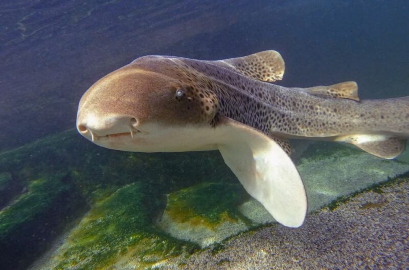 Anna Bay: Irukandji Entry with Zebra Shark Snorkel - Practical Tips for Visitors