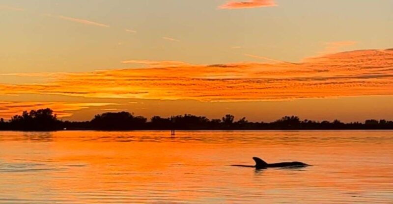 anna-maria-island-and-bradenton-sunset-kayak-dolphin-tour
