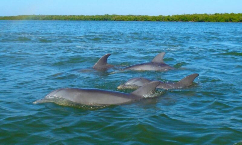 anna-maria-island-and-bradenton-sunset-kayak-dolphin-tour