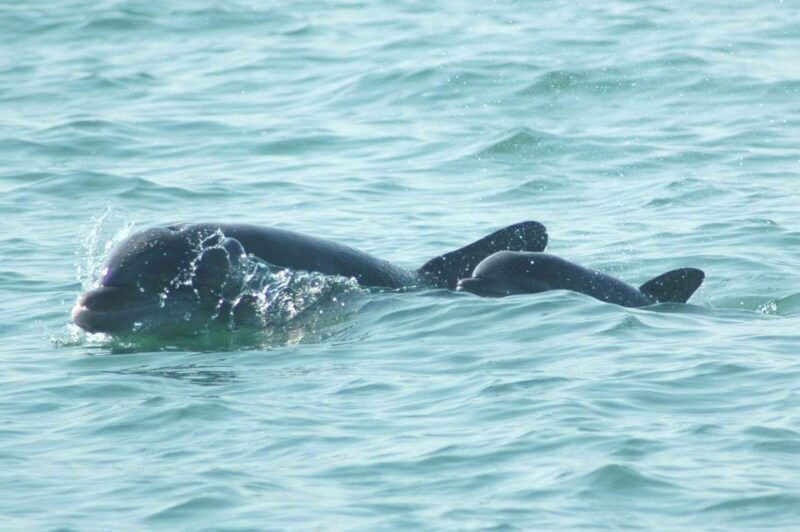 anna-maria-island-and-bradenton-sunset-kayak-dolphin-tour
