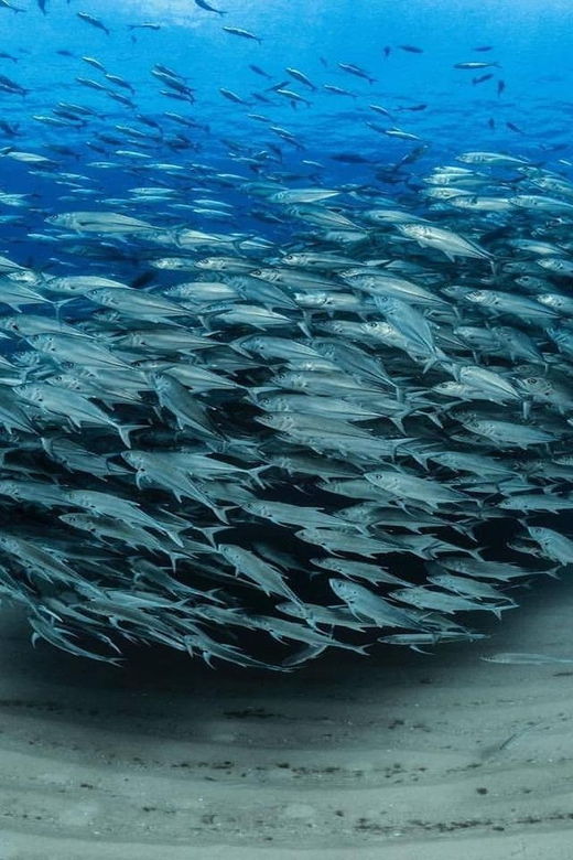 antalya-side-and-alanya-scuba-diving-with-lunch-2-dives