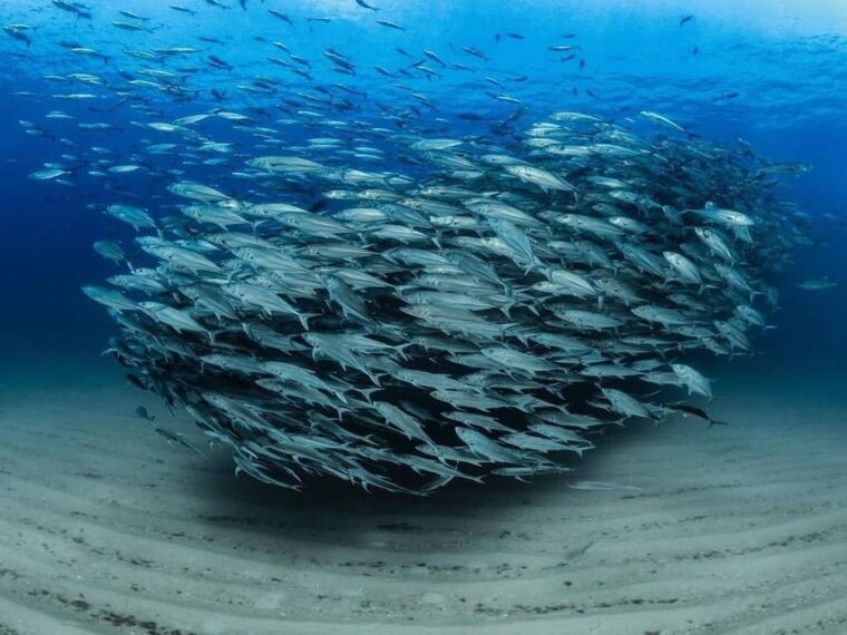 antalya-side-and-alanya-scuba-diving-with-lunch-2-dives