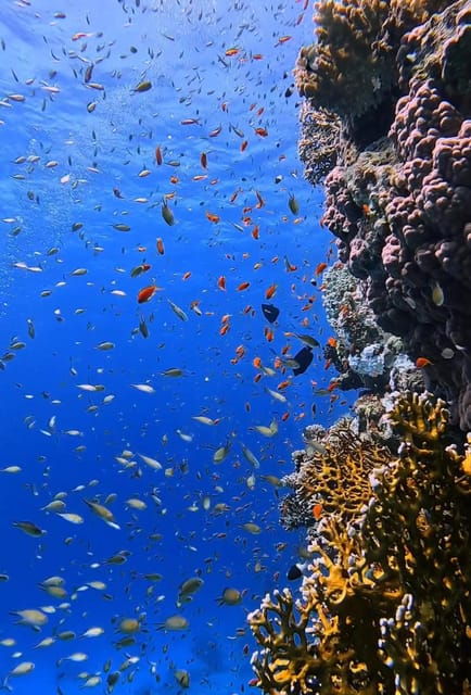 antalya-side-and-alanya-scuba-diving-with-lunch-2-dives