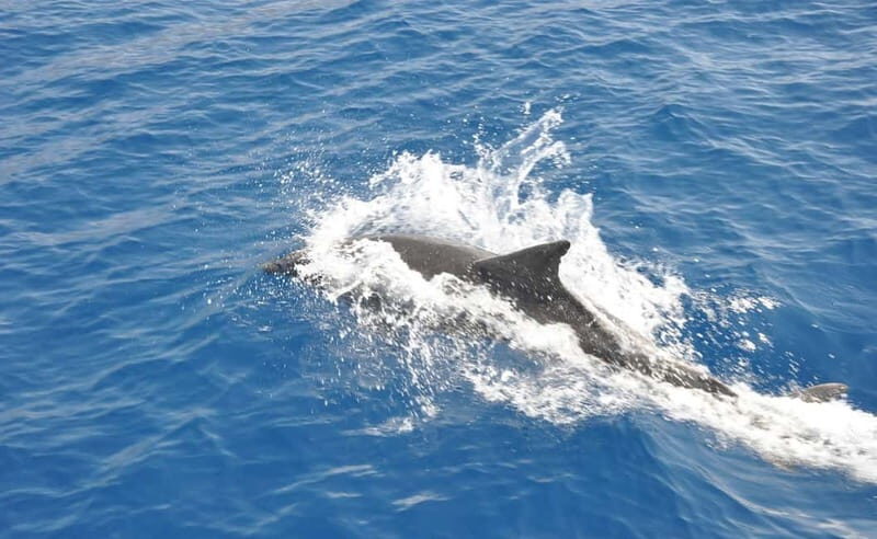 Antalya: Suluada Island Cruise with Dinner and Sunset - Who Will Love This Tour?