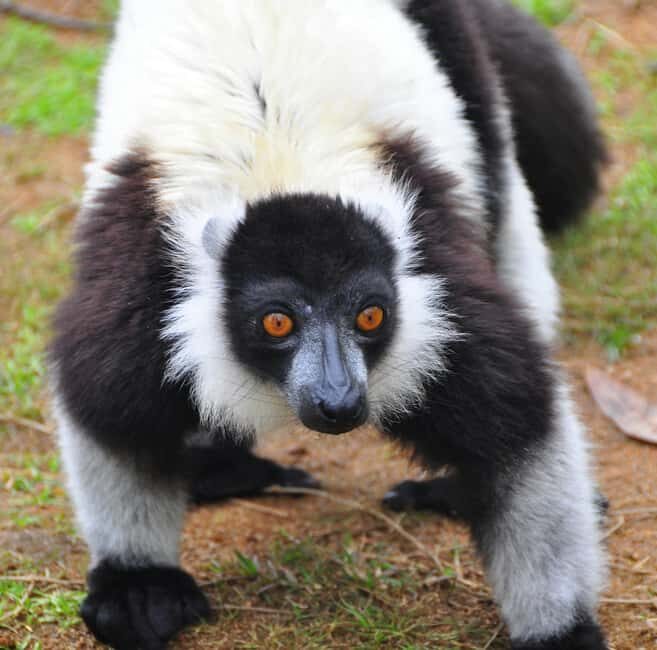Antananarivo: 2-Days tour to Andasibe National Park - Who This Tour Suits Best