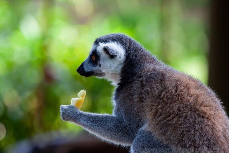 Antananarivo: Baobab Avenue & Kirindy Tours 4 Days/3 Nights - Who Should Consider This Tour?