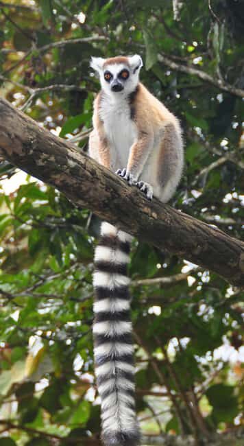 Antananarivo: Lemurs Park & City Tour - Key Points  