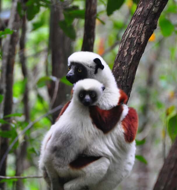 Antananarivo: Lemurs Park & City Tour - FAQs