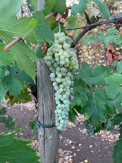 Antica Masseria Venditti: guided visit to the winery with wine tasting - FAQ