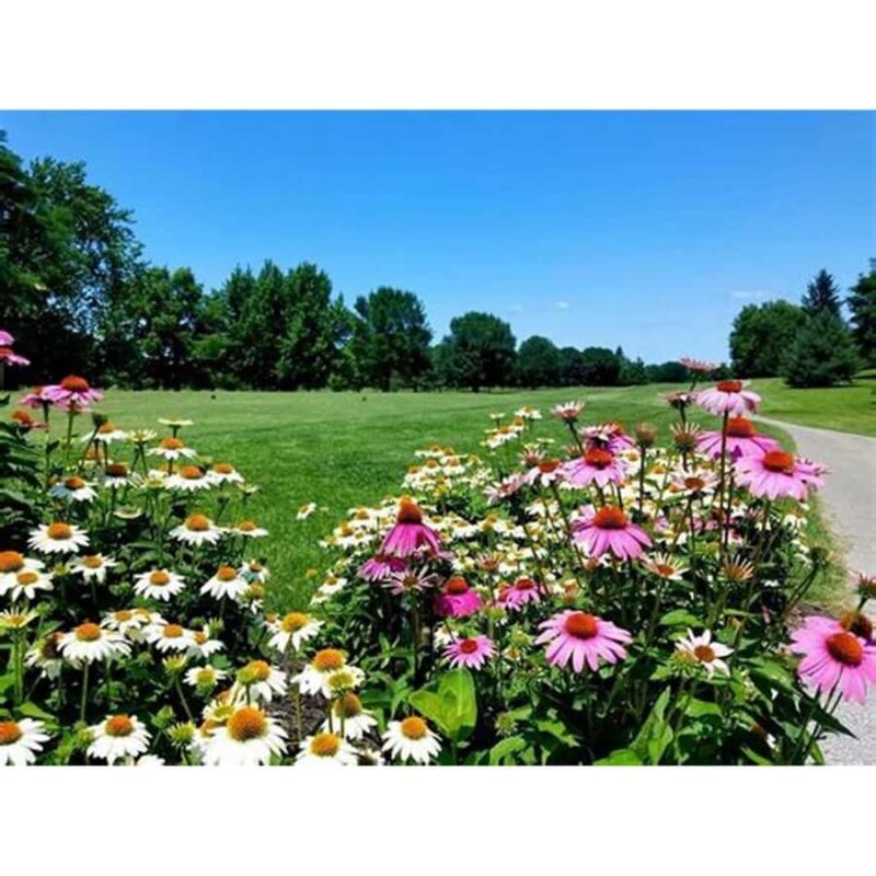 Antique Banga & Balete Tour - Introduction: An Authentic Peek Into Filipino Life