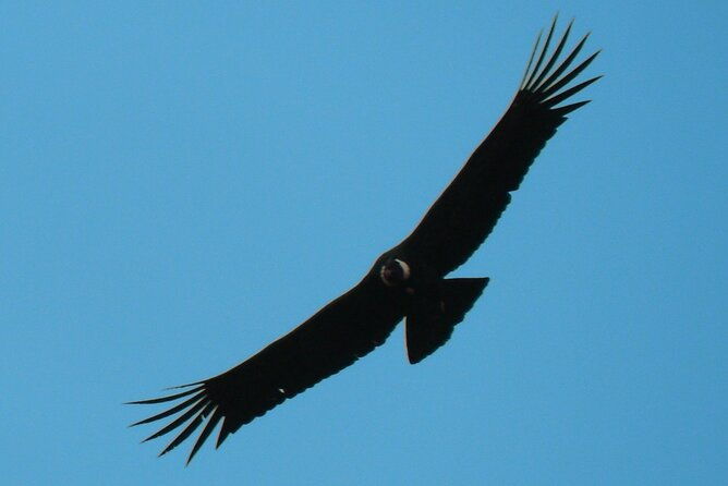 antisana-and-condors-watching-day-trip