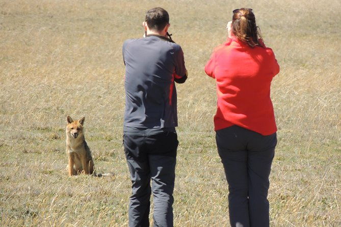 antisana-and-condors-watching-day-trip