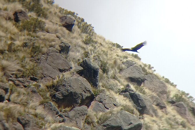 antisana-condor-sanctuary-history-birding-and-photography