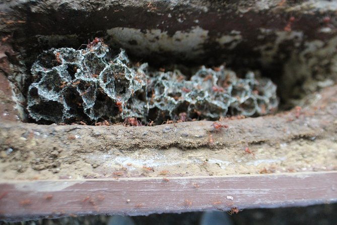 ants-tour-hormigas-town