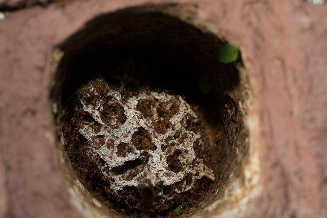 ants-tour-hormigas-town