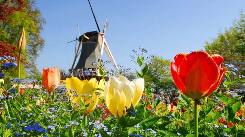 Antwerp: Full-day Holland Guided Keukenhof & Kinderdijk Tour - A Scenic Journey into Dutch Heritage