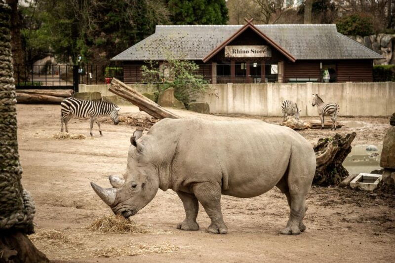 antwerp-zoo-entry-ticket