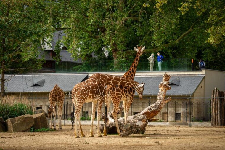 antwerp-zoo-entry-ticket