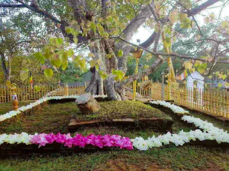 anuradhapura-aukana-private-day-tour-from-habarana