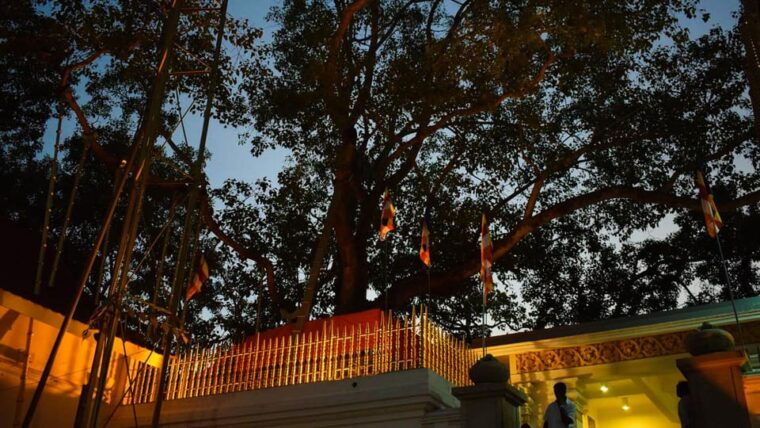 anuradhapura-aukana-private-day-tour-from-habarana