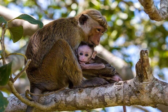 Anuradhapura: Full-Day Wilpattu National Park Private Safari - Why Choose the Wilpattu National Park Private Safari?
