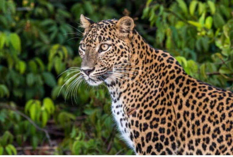 anuradhapura-morning-or-evening-safari-at-wilpattu-private